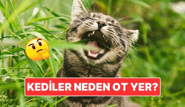 kedilerin-ot-yemesinin-gerisindeki-degisik-sebep-fZ6YsSnZ.jpg