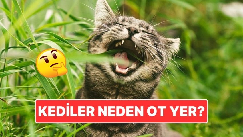 Kedilerin Ot Yemesinin Gerisindeki Değişik Sebep