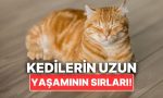 kedinizin-uzun-yillar-yasamasini-istiyorsaniz-yapabileceginiz-seyler-LbfeRgGr.jpg