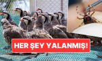 keklikler-kene-yemiyormus-kekliklerin-kene-populasyonunu-artirdigi-arguman-edildi-u5HQJ6pR.jpg