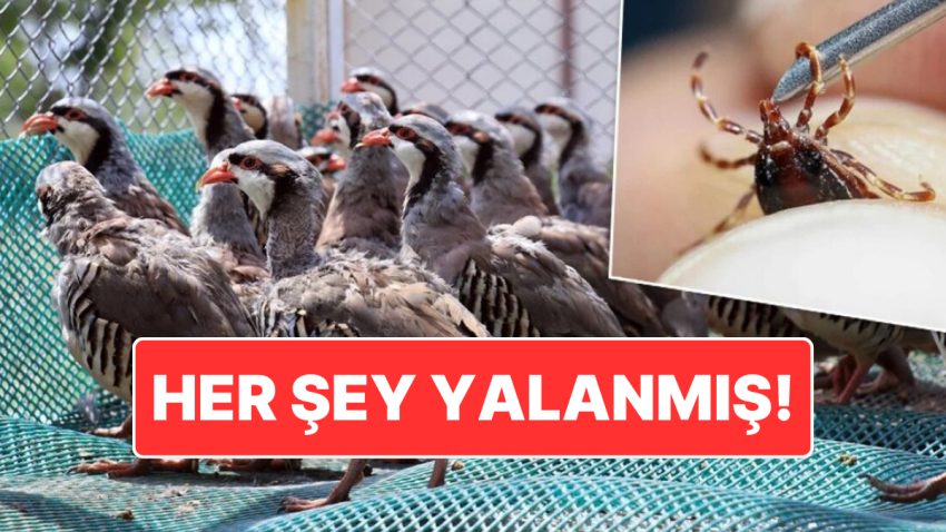 Keklikler Kene Yemiyormuş: Kekliklerin Kene Popülasyonunu Artırdığı Argüman Edildi