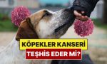 kopekler-kanser-olan-bir-insani-anlayabilir-mi-AlkO55W7.jpg