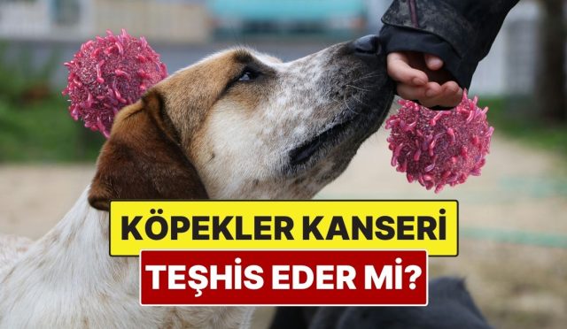 kopekler-kanser-olan-bir-insani-anlayabilir-mi-AlkO55W7.jpg