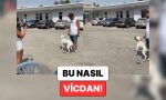 mersinde-bir-kopegin-kendisini-barinaga-birakan-sahibinin-gerisinden-agladigi-anlar-kalbinizi-acitacak-iwtw5Ebn.jpg