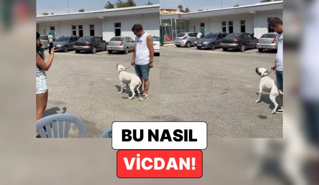 mersinde-bir-kopegin-kendisini-barinaga-birakan-sahibinin-gerisinden-agladigi-anlar-kalbinizi-acitacak-iwtw5Ebn.jpg