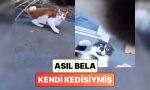 meskene-daima-yarali-gelen-kedisine-ne-oldugunu-anlamak-icin-kamera-takan-sahibi-asil-belanin-FSRaXcTF.jpg