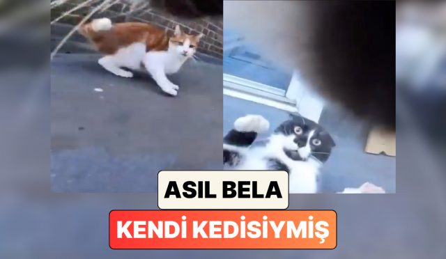 meskene-daima-yarali-gelen-kedisine-ne-oldugunu-anlamak-icin-kamera-takan-sahibi-asil-belanin-FSRaXcTF.jpg