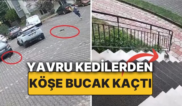minik-kediler-kovaladi-genc-bayan-kurtulmak-icin-cantasini-bile-birakip-konutuna-sigindi-YiaZSzaf.jpg