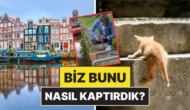 nasil-kaptirdik-amsterdam-sokak-kedileri-icin-ozel-merdivenler-insa-etmeye-basladi-eleBQUkU.jpg