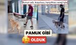 pamuk-uzere-olduk-beserler-patili-dostlarinin-yanindan-bir-yabanci-uzere-gecerek-reaksiyonlarini-kaydetti-6ybtKUz1.jpg