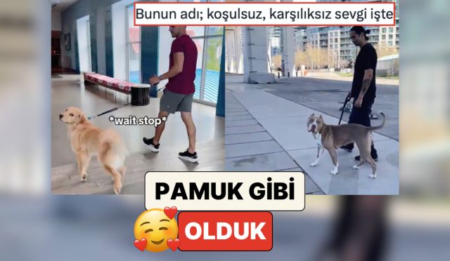 pamuk-uzere-olduk-beserler-patili-dostlarinin-yanindan-bir-yabanci-uzere-gecerek-reaksiyonlarini-kaydetti-6ybtKUz1.jpg