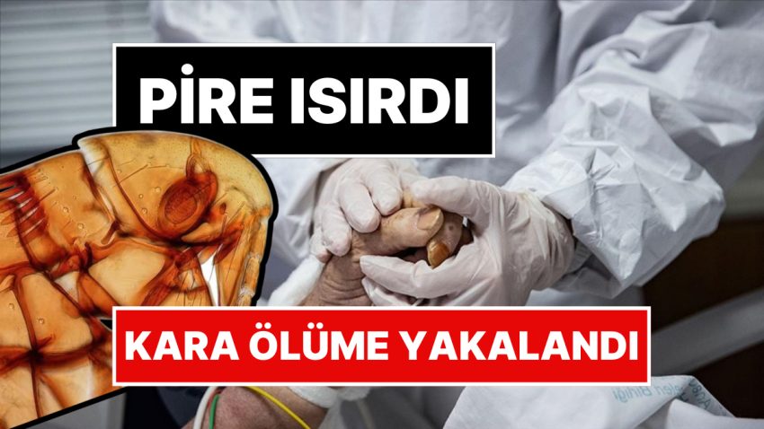 Pire Isırmasıyla Hayatı Karardı: ABD’de Bir Kişi ‘Kara Mevt’e Yakalandı