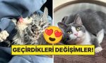 sahiplendikleri-hayvanlarin-evvelki-ve-sonraki-hallerini-paylasarak-kalp-isitan-kullanicilar-6TZi1Kd4.jpg