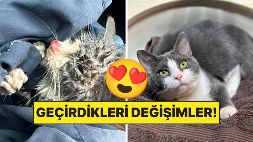 Sahiplendikleri Hayvanların Evvelki ve Sonraki Hallerini Paylaşarak Kalp Isıtan Kullanıcılar