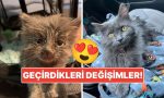 sahiplendikleri-hayvanlarin-evvelki-ve-sonraki-hallerini-paylasarak-kalp-isitan-kullanicilar-Ap8RlyZU.jpg
