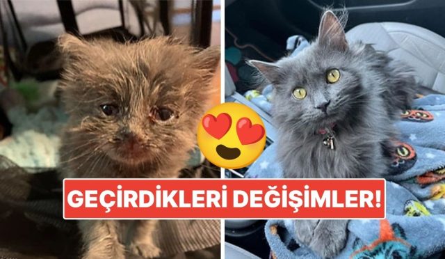 sahiplendikleri-hayvanlarin-evvelki-ve-sonraki-hallerini-paylasarak-kalp-isitan-kullanicilar-Ap8RlyZU.jpg