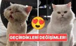 sahiplendikleri-hayvanlarin-evvelki-ve-sonraki-hallerini-paylasarak-kalp-isitan-kullanicilar-ae22KOju.jpg