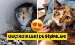 sahiplendikleri-hayvanlarin-evvelki-ve-sonraki-hallerini-paylasarak-kalp-isitan-kullanicilar-e5WaedeE.jpg