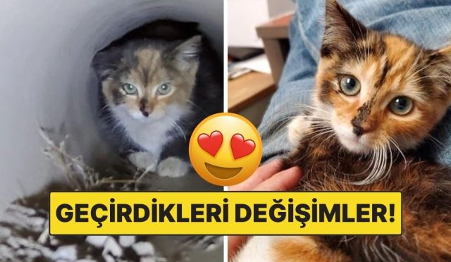 sahiplendikleri-hayvanlarin-evvelki-ve-sonraki-hallerini-paylasarak-kalp-isitan-kullanicilar-e5WaedeE.jpg