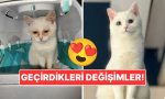 sahiplendikleri-hayvanlarin-evvelki-ve-sonraki-hallerini-paylasarak-kalp-isitan-kullanicilar-fbyKpFm5.jpg