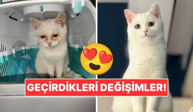 sahiplendikleri-hayvanlarin-evvelki-ve-sonraki-hallerini-paylasarak-kalp-isitan-kullanicilar-fbyKpFm5.jpg