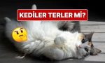 sicakta-terlemeyen-kediler-kendilerini-nasil-serin-tutuyor-pwRZQt5W.jpg