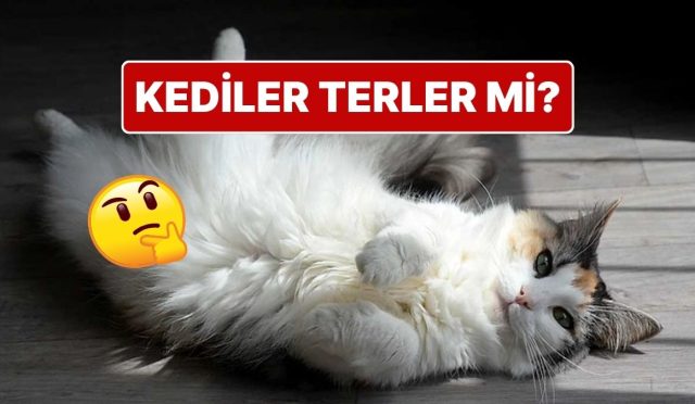 sicakta-terlemeyen-kediler-kendilerini-nasil-serin-tutuyor-pwRZQt5W.jpg