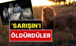 unu-hudutlari-asmisti-sarisin-aslan-18-milyon-tl-odeyen-avcilar-tarafindan-olduruldu-qEhFCVum.jpg