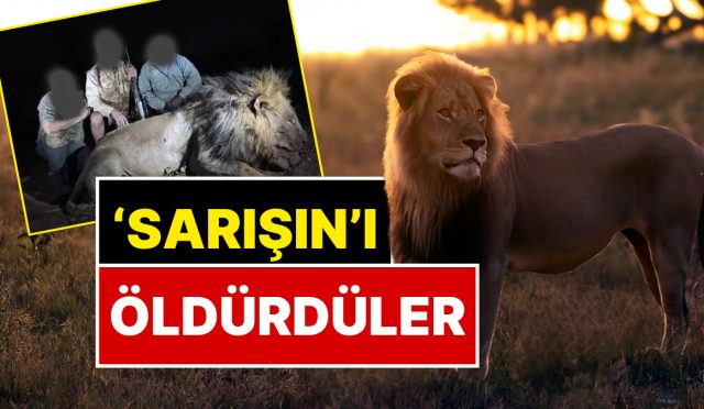 unu-hudutlari-asmisti-sarisin-aslan-18-milyon-tl-odeyen-avcilar-tarafindan-olduruldu-qEhFCVum.jpg