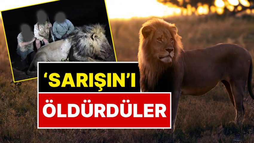 Ünü Hudutları Aşmıştı! ‘Sarışın’ Aslan 1.8 Milyon TL Ödeyen Avcılar Tarafından Öldürüldü