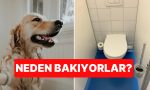uzman-acikladi-kopeginiz-tuvaletini-yaparken-size-neden-bakar-5mnnyqkW.jpg