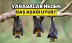 yarasalarin-bas-asagi-uyumasinin-sebebi-meger-buymus-MBW8y8VP.jpg