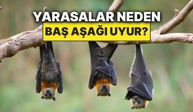 yarasalarin-bas-asagi-uyumasinin-sebebi-meger-buymus-MBW8y8VP.jpg