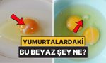 yumurtalarin-ustundeki-bu-beyaz-sey-tam-olarak-ne-4AqPw74B.jpg