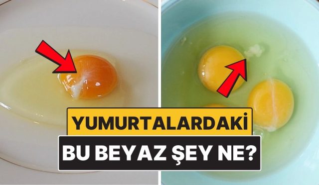 yumurtalarin-ustundeki-bu-beyaz-sey-tam-olarak-ne-4AqPw74B.jpg