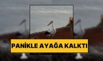 yuvasinda-panikle-ayaklandi-yaren-leylek-balikesir-sarsintisini-saniyeler-evvel-hissetti-c19yjhKG.jpg