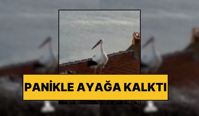 yuvasinda-panikle-ayaklandi-yaren-leylek-balikesir-sarsintisini-saniyeler-evvel-hissetti-c19yjhKG.jpg