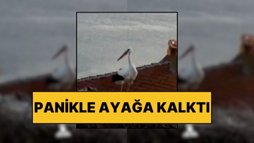 Yuvasında Panikle Ayaklandı: Yaren Leylek Balıkesir Sarsıntısını Saniyeler Evvel Hissetti